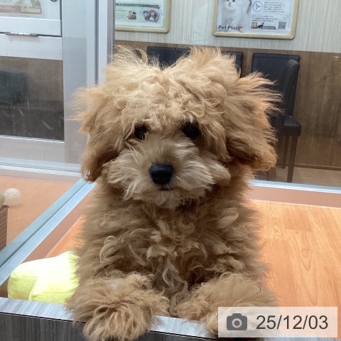 トイ・プードルの写真