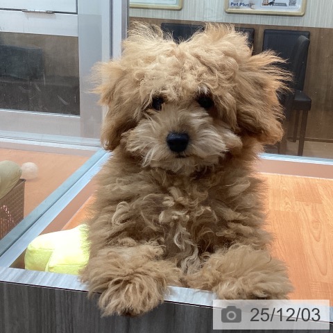 トイ・プードルの写真