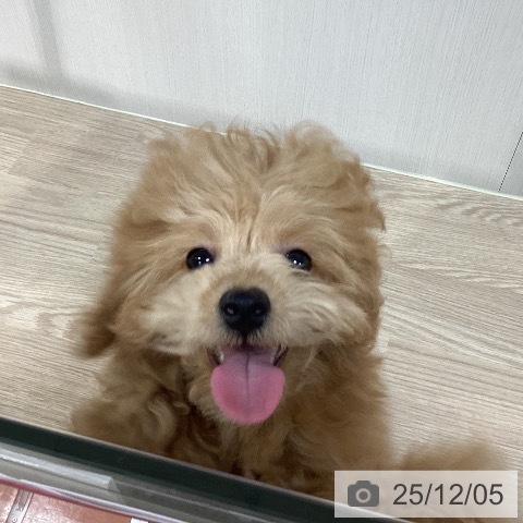 トイ・プードルの写真