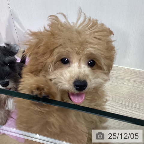 トイ・プードルの写真