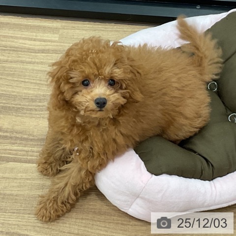 トイ・プードルの写真