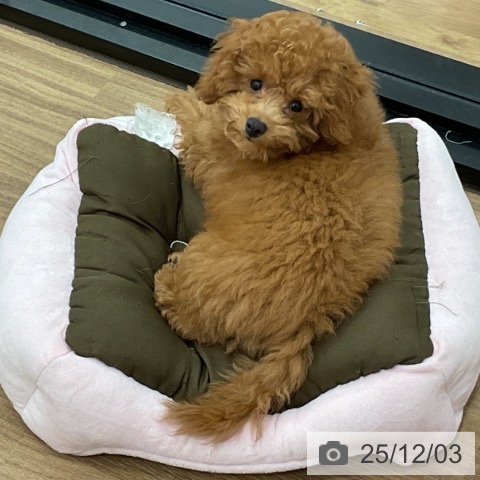 トイ・プードルの写真