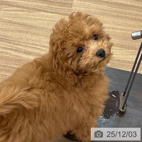 トイ・プードルの写真