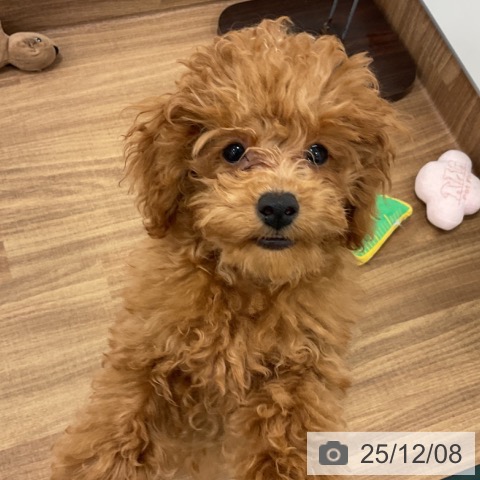 トイ・プードルの写真