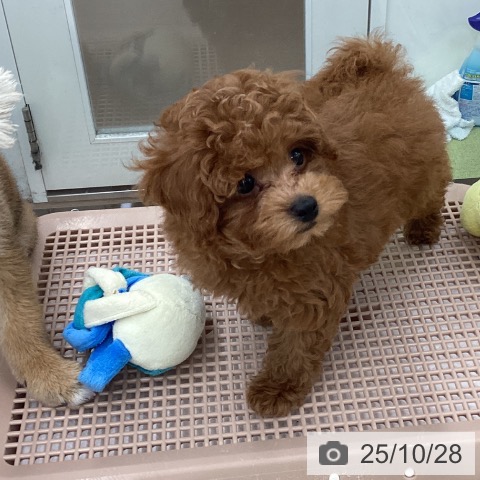 トイ・プードルの写真