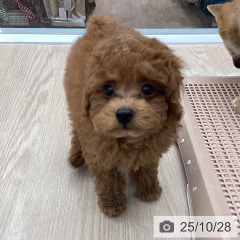 トイ・プードルの写真