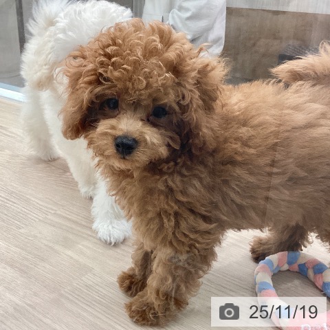 茨城県のトイプードル(トイ) (ペッツワン 古河店/2025年8月23日生まれ/男の子/レッド)の子犬の4枚目の画像