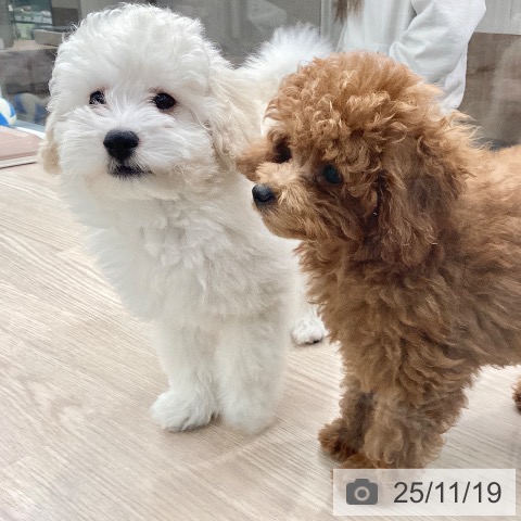 茨城県のトイプードル(トイ) (ペッツワン 古河店/2025年8月23日生まれ/男の子/レッド)の子犬の3枚目の画像