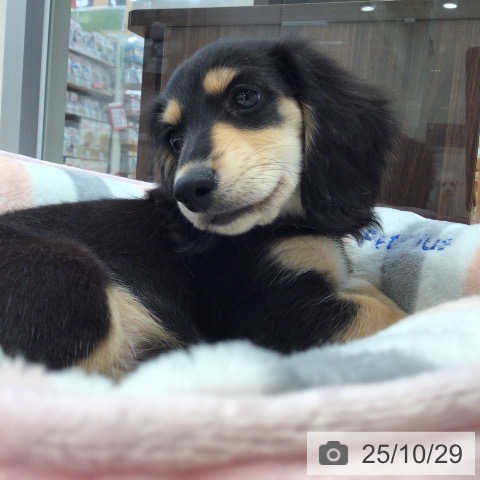 神奈川県のミニチュアダックスフンド(ロング) (ペットプラス 海老名店/2025年8月24日生まれ/男の子/ブラックタン)の子犬の4枚目の画像