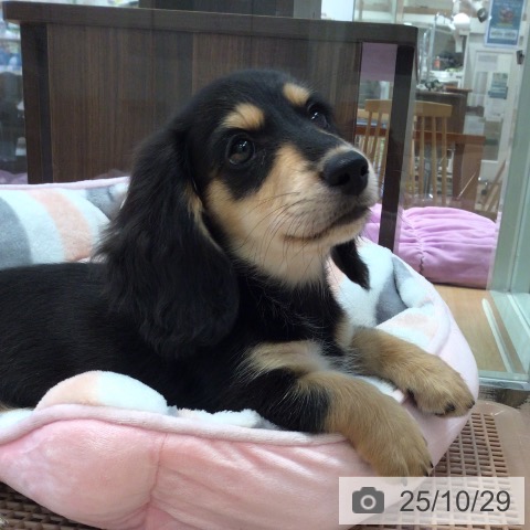 神奈川県のミニチュアダックスフンド(ロング) (ペットプラス 海老名店/2025年8月24日生まれ/男の子/ブラックタン)の子犬の3枚目の画像