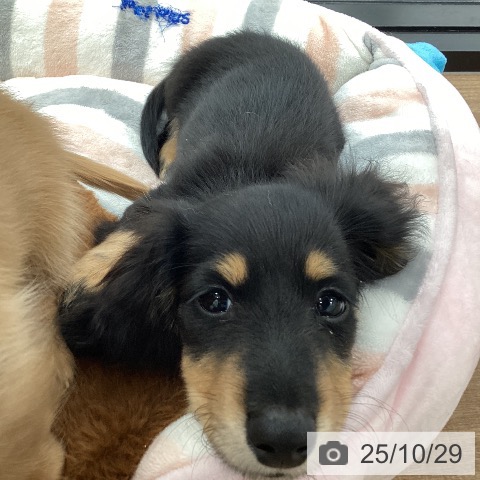 ミニチュア・ダックスフンドの写真