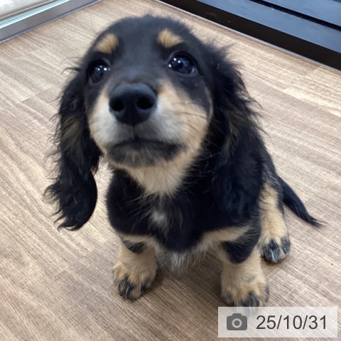 ミニチュア・ダックスフンドの写真