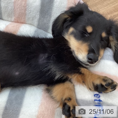 ミニチュア・ダックスフンドの写真