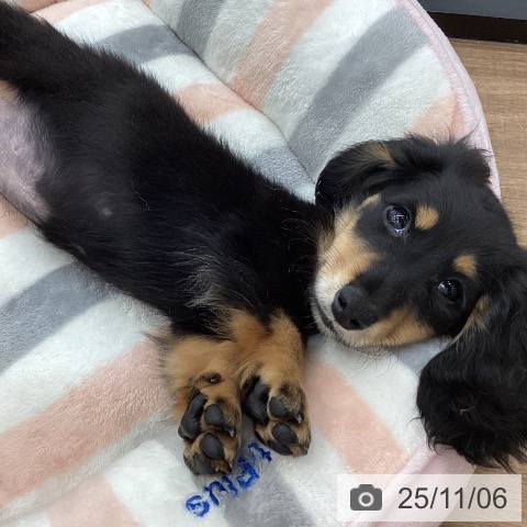 ミニチュア・ダックスフンドの写真