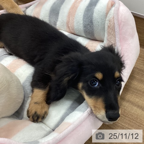 ミニチュア・ダックスフンドの写真