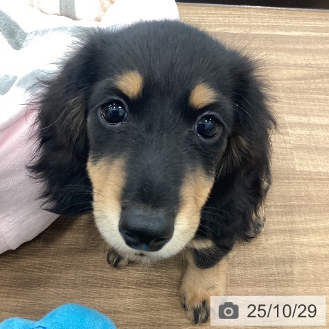 茨城県のミニチュアダックスフンド(ロング) (ペッツワン つくば店/2025年8月24日生まれ/男の子/ブラックタン)の子犬の4枚目の画像