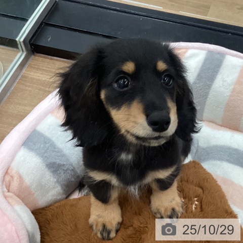 茨城県のミニチュアダックスフンド(ロング) (ペッツワン つくば店/2025年8月24日生まれ/男の子/ブラックタン)の子犬の3枚目の画像