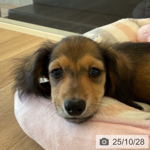 ミニチュア・ダックスフンドの写真