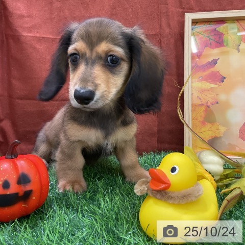 ミニチュア・ダックスフンドの写真