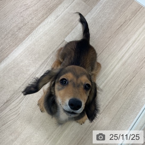 千葉県のミニチュアダックスフンド(ロング) (ペットプラス コトエ流山おおたかの森店/2025年8月24日生まれ/男の子/レッド)の子犬の4枚目の画像