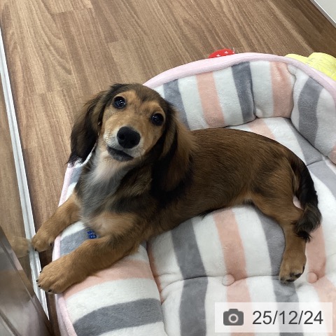 茨城県のミニチュアダックスフンド(ロング) (ペッツワン つくば店/2025年8月24日生まれ/男の子/レッド)の子犬の4枚目の画像