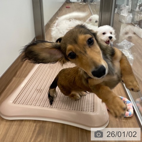 茨城県のミニチュアダックスフンド(ロング) (ペッツワン つくば店/2025年8月24日生まれ/男の子/レッド)の子犬の4枚目の画像