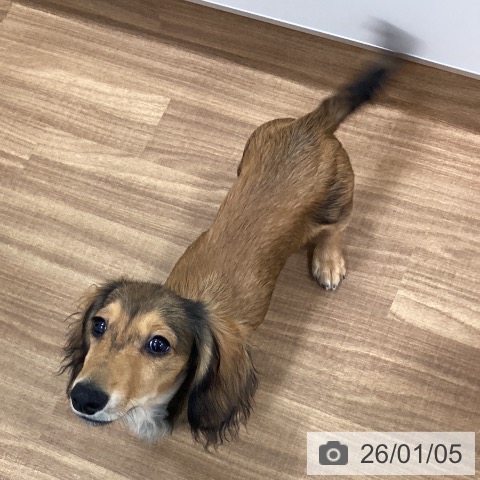 茨城県のミニチュアダックスフンド(ロング) (ペッツワン つくば店/2025年8月24日生まれ/男の子/レッド)の子犬の4枚目の画像