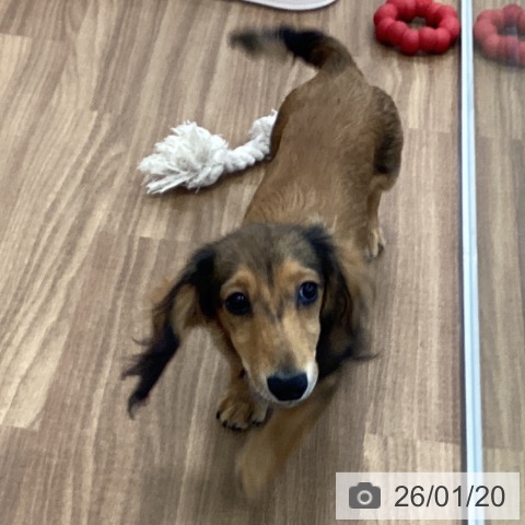 茨城県のミニチュアダックスフンド(ロング) (ペッツワン つくば店/2025年8月24日生まれ/男の子/レッド)の子犬の4枚目の画像