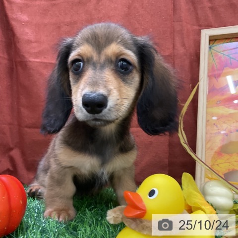 ミニチュア・ダックスフンドの写真