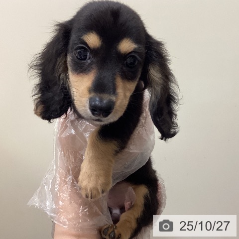 ミニチュア・ダックスフンドの写真