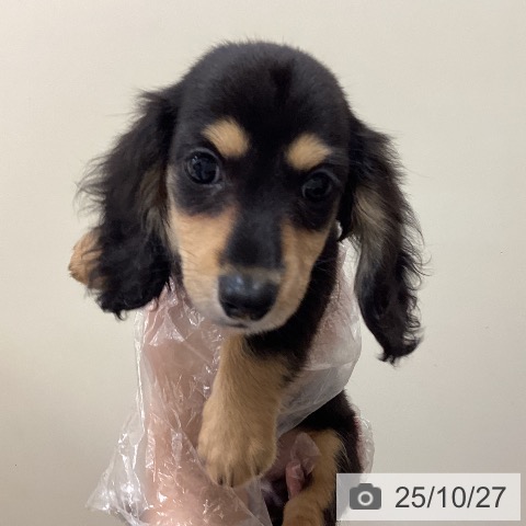 ミニチュア・ダックスフンドの写真