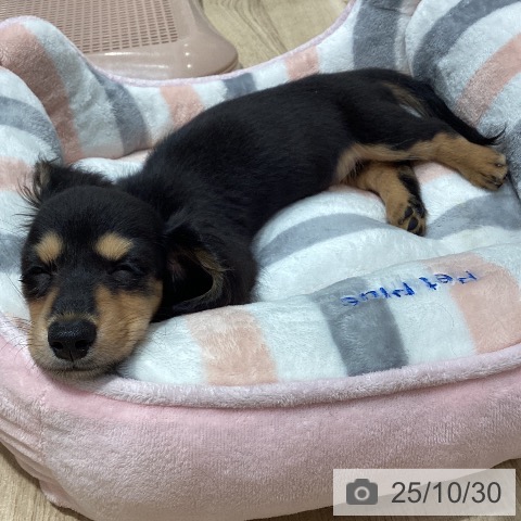 ミニチュア・ダックスフンドの写真