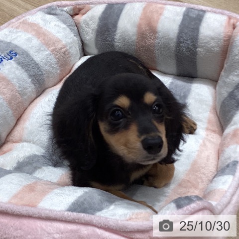 ミニチュア・ダックスフンドの写真