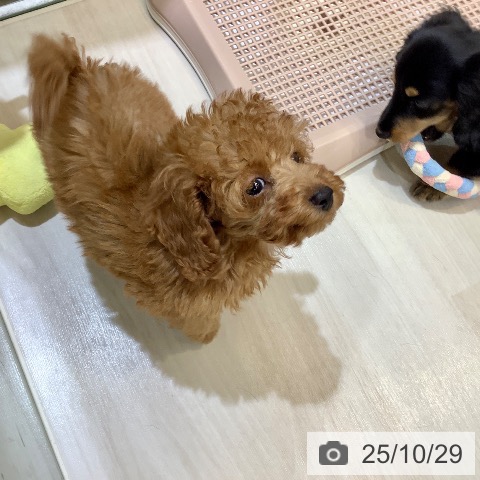 トイ・プードルの写真