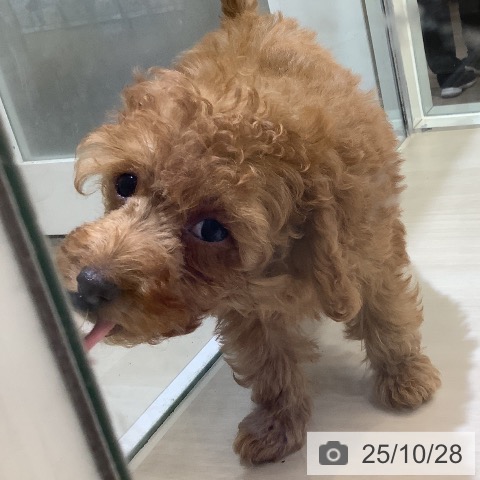 トイ・プードルの写真