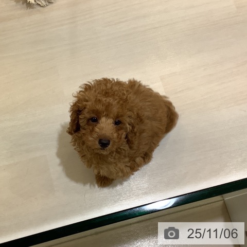 トイ・プードルの写真