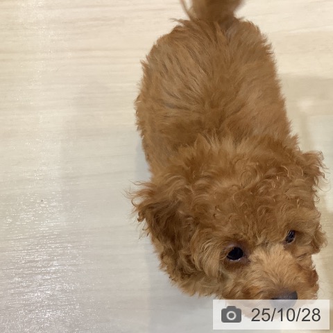 トイ・プードルの写真