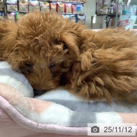 トイ・プードルの写真