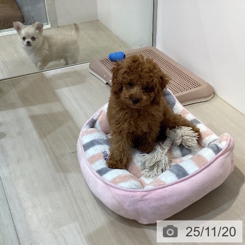 埼玉県のトイプードル(トイ) (ペットプラス クレアモール川越店/2025年8月23日生まれ/男の子/レッド)の子犬の4枚目の画像