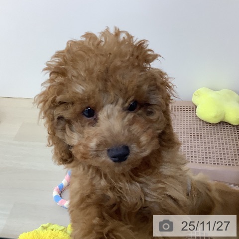 埼玉県のトイプードル(トイ) (ペットプラス クレアモール川越店/2025年8月23日生まれ/男の子/レッド)の子犬の3枚目の画像