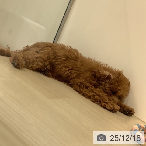 埼玉県のトイプードル(トイ) (ペットプラス クレアモール川越店/2025年8月23日生まれ/男の子/レッド)の子犬の4枚目の画像