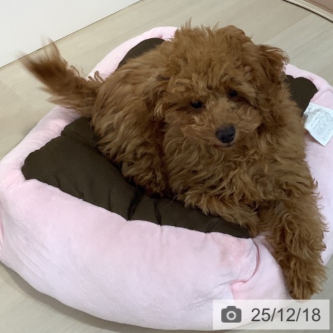 埼玉県のトイプードル(トイ) (ペットプラス クレアモール川越店/2025年8月23日生まれ/男の子/レッド)の子犬の3枚目の画像