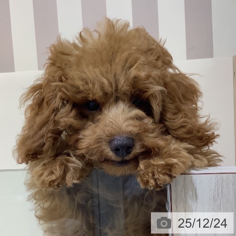 埼玉県のトイプードル(トイ) (ペットプラス クレアモール川越店/2025年8月23日生まれ/男の子/レッド)の子犬の3枚目の画像