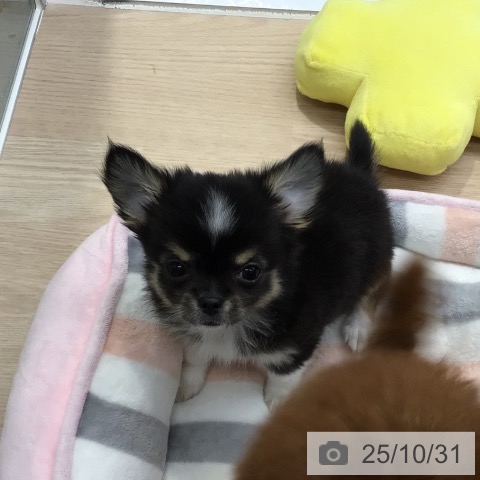 埼玉県のチワワ(ロング) (ペッツワン 吉川美南店/2025年8月25日生まれ/男の子/ブラックタンホワイト)の子犬の4枚目の画像