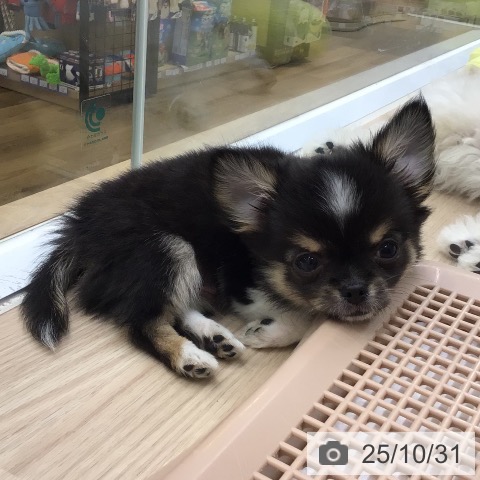 埼玉県のチワワ(ロング) (ペッツワン 吉川美南店/2025年8月25日生まれ/男の子/ブラックタンホワイト)の子犬の3枚目の画像