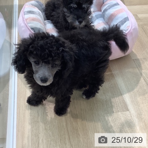 トイ・プードルの写真