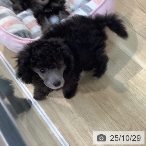 トイ・プードルの写真