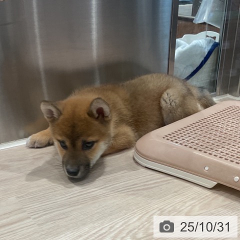 埼玉県の柴犬(標準サイズ) (ペッツワン 新座店/2025年8月19日生まれ/男の子/赤)の子犬の4枚目の画像