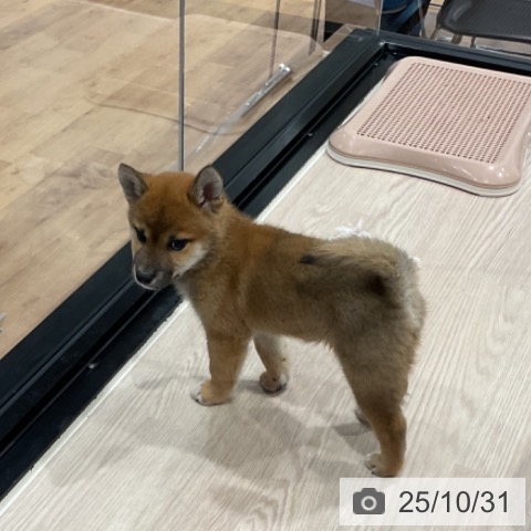 埼玉県の柴犬(標準サイズ) (ペッツワン 新座店/2025年8月19日生まれ/男の子/赤)の子犬の3枚目の画像