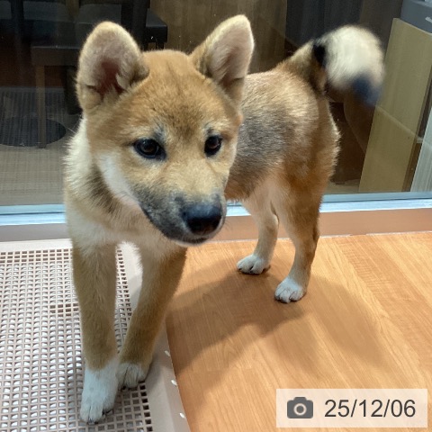 千葉県の柴犬(標準サイズ) (ペットプラス 柏店/2025年8月19日生まれ/女の子/赤)の子犬の4枚目の画像